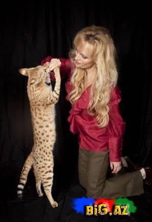 Dünyanın ən uzun pişiyi [Foto]