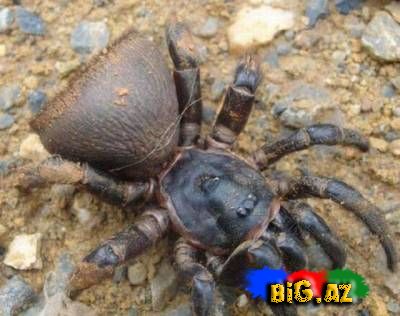 Yeni hörümçək növü