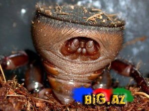 Yeni hörümçək növü