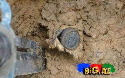 Yeni hörümçək növü