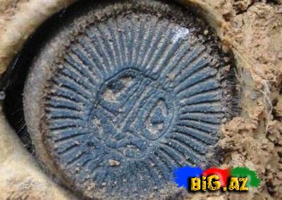 Yeni hörümçək növü