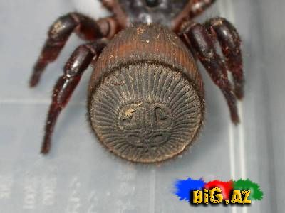 Yeni hörümçək növü