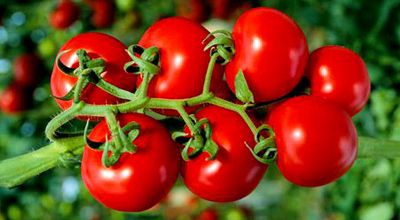 Min bir dərdin dərmanı: Pomidor
