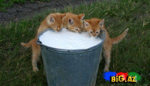 Gülməli şəkillər