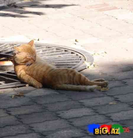 Gülməli şəkillər