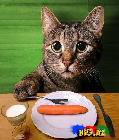 Gülməli şəkillər