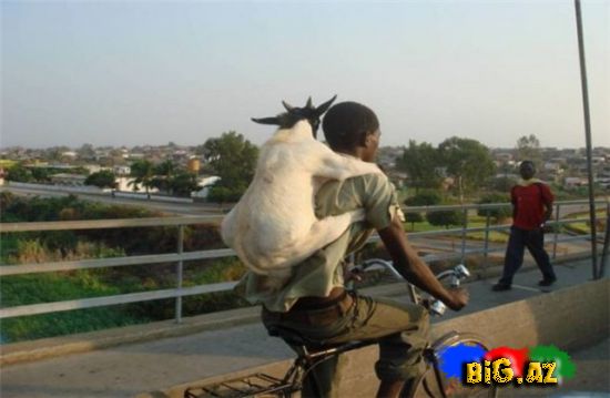 Gülməli şəkillər