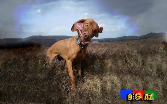 Gülməli şəkillər