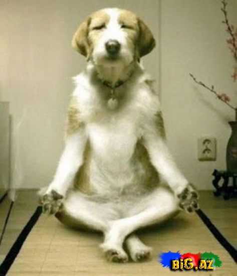 Gülməli şəkillər