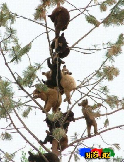 Gülməli şəkillər