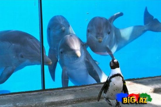 Gülməli şəkillər