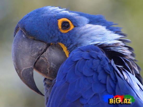 TuTuquşu haqqında bilmədikləriniz...