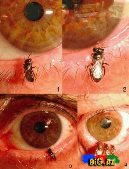 Tay arıları insanın göz yaşlarıyla qidalanır