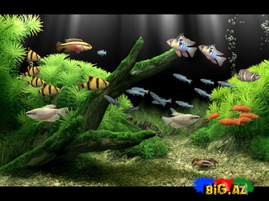 Dream Aquarium (Ekran qoruyucu)