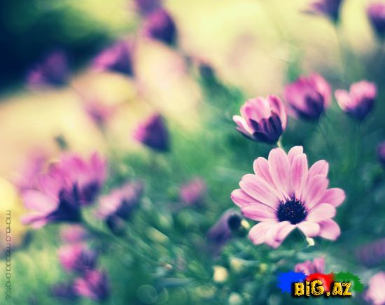 Fotoqraf Michela Medda (Fotolar)