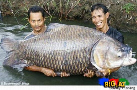 Dünyanın ən böyük balıqları (Fotolar)