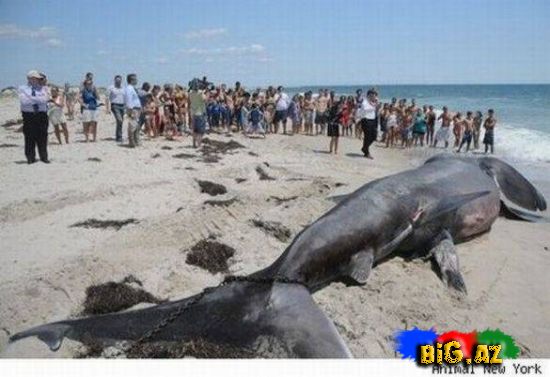 Dünyanın ən böyük balıqları (Fotolar)
