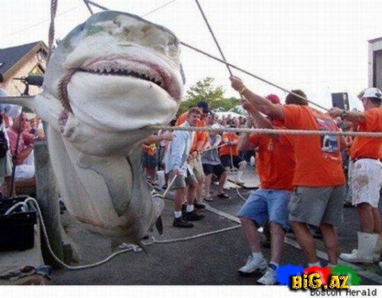 Dünyanın ən böyük balıqları (Fotolar)