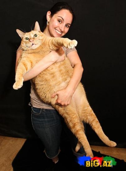 Dünyanın ən böyük pişiyi