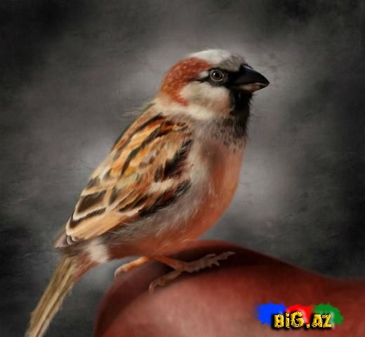 Qrafik dizaynçısı olan Alice Newberry'nin həqiqi dijital şəkillərindən seçmələr (Fotolar)