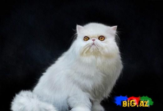 Qrafik dizaynçısı olan Alice Newberry'nin həqiqi dijital şəkillərindən seçmələr (Fotolar)