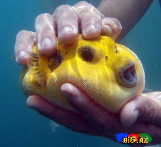 Heyvanlar qəribə görünümdə (Fotolar)