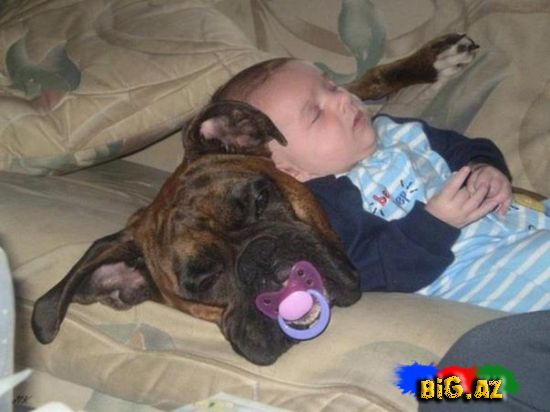 Heyvanlar qəribə görünümdə (Fotolar)