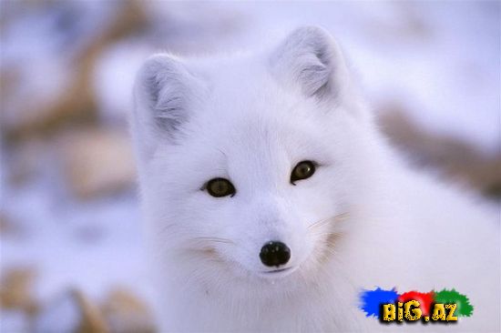 Heyvanlar qəribə görünümdə (Fotolar)