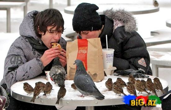 Heyvanlar qəribə görünümdə (Fotolar)