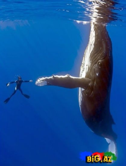 Heyvanlar qəribə görünümdə (Fotolar)