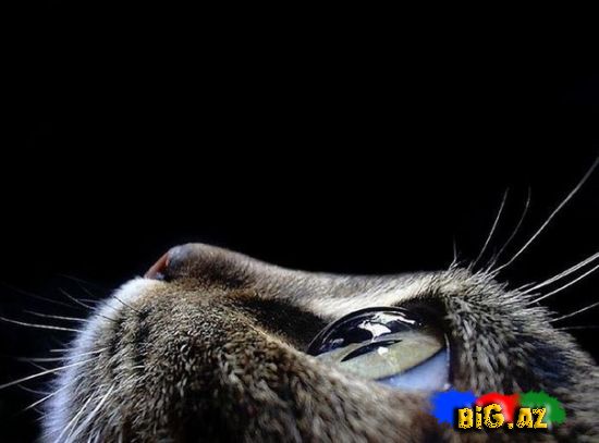 Heyvanlar qəribə görünümdə (Fotolar)