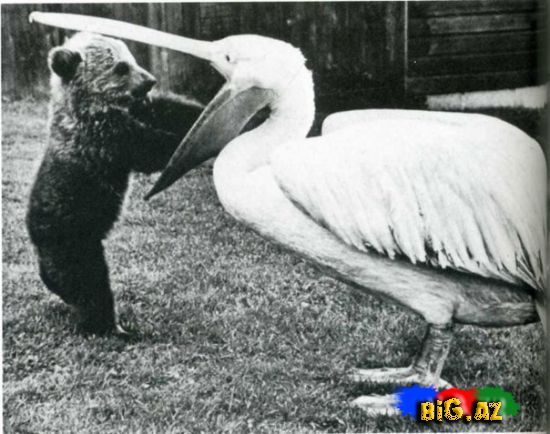 Heyvanlar qəribə görünümdə (Fotolar)