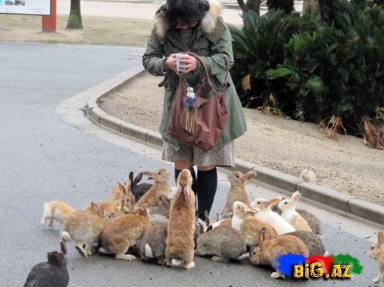 Heyvanlar qəribə görünümdə (Fotolar)