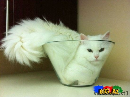 Heyvanlar qəribə görünümdə (Fotolar)