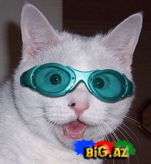 Heyvanlar qəribə görünümdə (Fotolar)