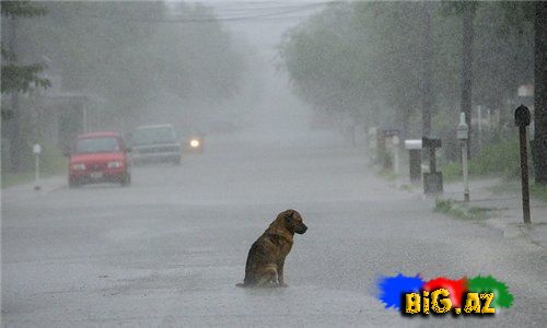 Heyvanlar qəribə görünümdə (Fotolar)