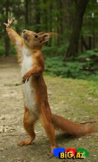 Heyvanlar qəribə görünümdə (Fotolar)