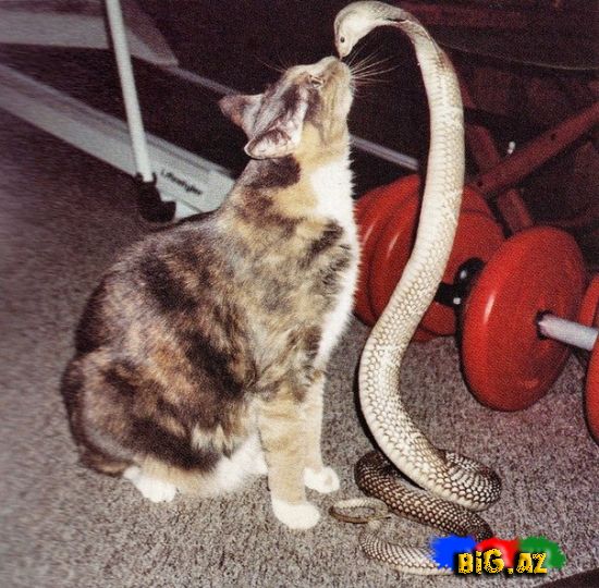 Heyvanlar qəribə görünümdə (Fotolar)