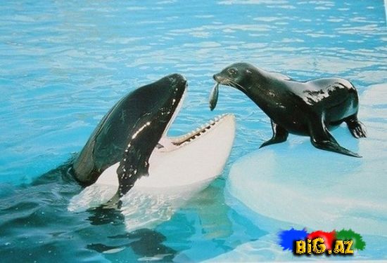 Heyvanlar qəribə görünümdə (Fotolar)