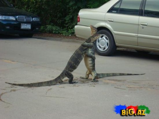 Heyvanlar qəribə görünümdə (Fotolar)