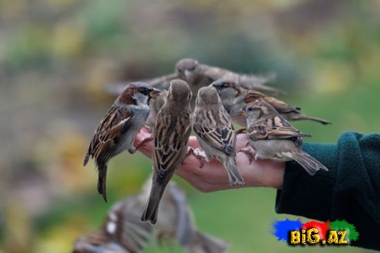 Heyvanlar qəribə görünümdə (Fotolar)