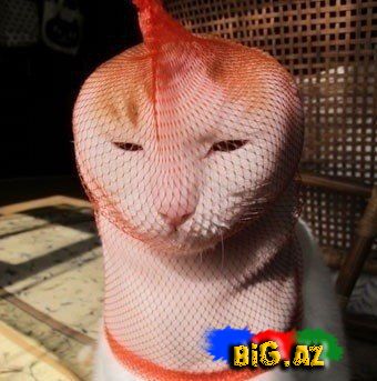 Heyvanlar qəribə görünümdə (Fotolar)