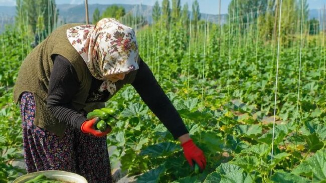 Yayın ən bərəkətli tərəvəzi: Kolundan DƏRDİKCƏ YENİSİ GƏLİR