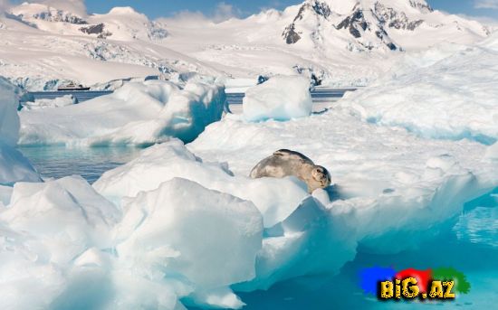 Antarktidanın əsrarəngiz görüntüləri (Fotolar)