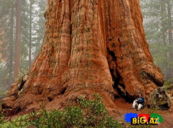 Dünyada Ən Böyük Ağac (Fotolar)