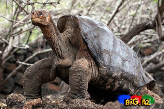 Dünyada ən yaşlı tısbağa öldü (Fotolar)