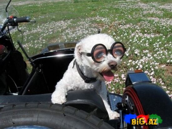 Maraqlı və gülməli şəkillər 6 (Fotolar)