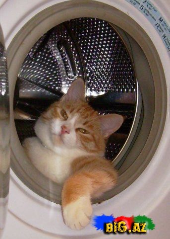 Maraqlı və gülməli şəkillər 6 (Fotolar)