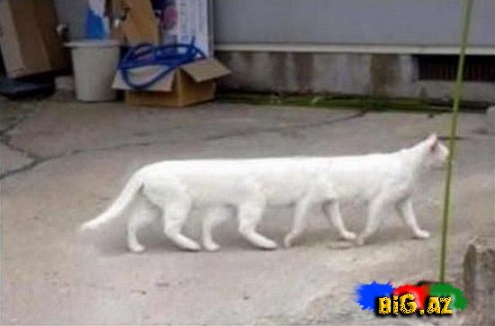 Maraqlı və gülməli şəkillər 6 (Fotolar)