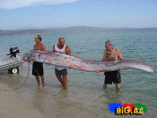Bu balığın uzunluğu 5.5 metr-dir (Fotolar)